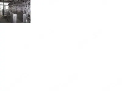 Poultry Slaughter Line, 2000, 2500 Birds Per Hour, Triple Passage Scalding Tank, Fully Automatic Evisceration