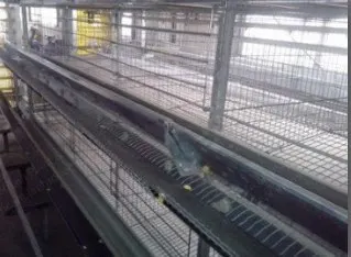 NovaStar, ML113, Automatic Chicken Cage, Complete Set