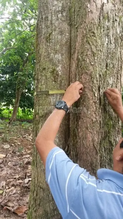 Teak Lumber, 150 cm Girth, 225-300 cm Log Length, 130 Trees