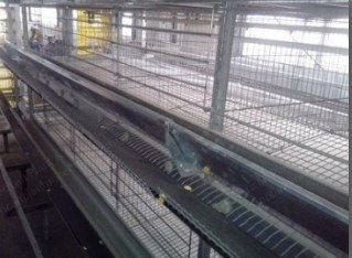 NovaStar, ML113, Automatic Chicken Cage, Complete Set