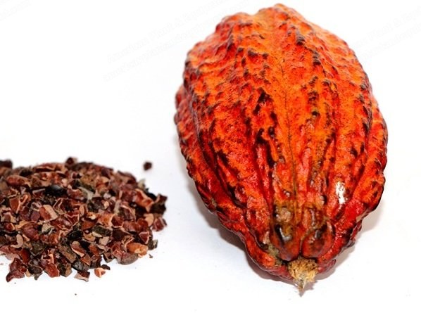 Organic Cacao Nibs, Criollo Variety, Dark Brown Granules, Max 2% Humidity