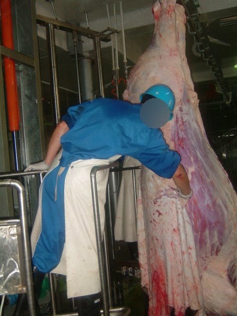 NovaStar, ML126, Cattle Slaughtering and Processing Line, 200 Cattle per Day Capacity