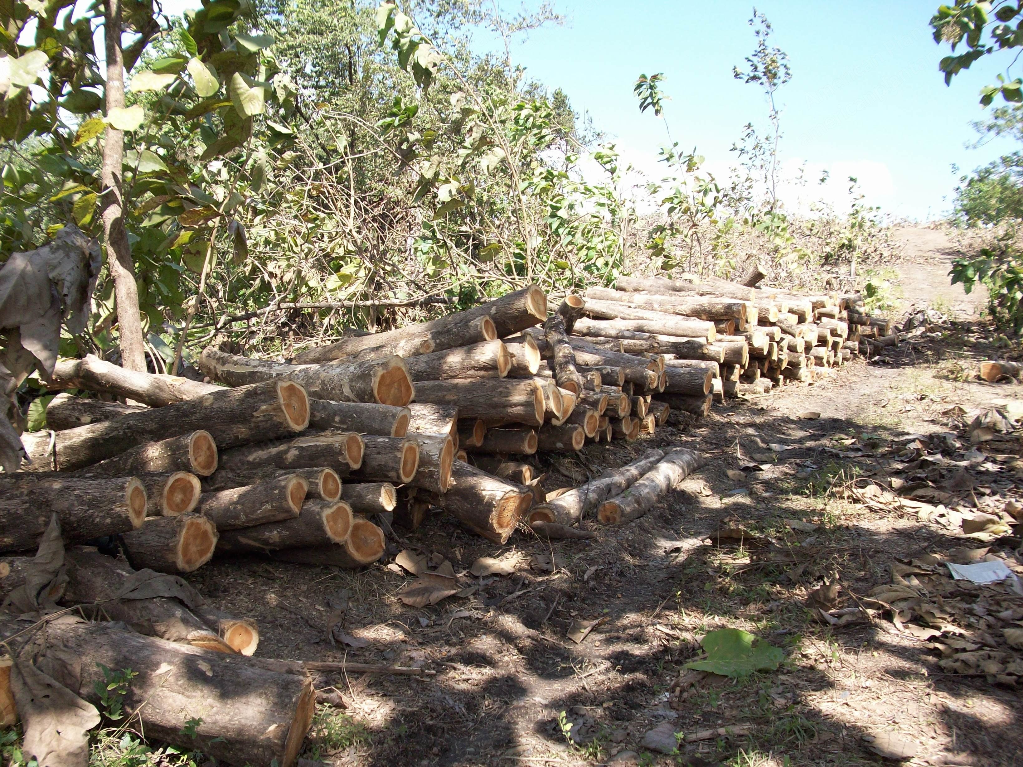 Teak Wood, Round, Red, Grade A, 20 to 40 Years Old