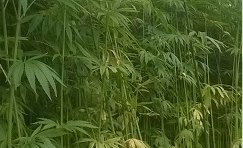 Bast Fibre Decortication and Fibre Cleaning Facility, For Flax and Hemp Straw Extraction