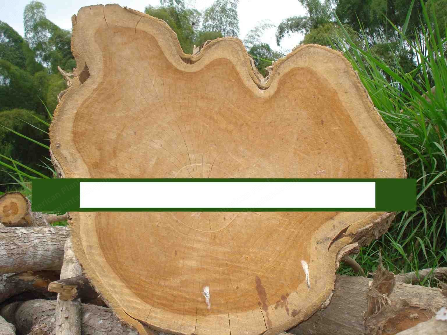 Teak Wood Round Log Pieces, 2.20m to 6m+ Length, 60cm to 200cm+ Girth